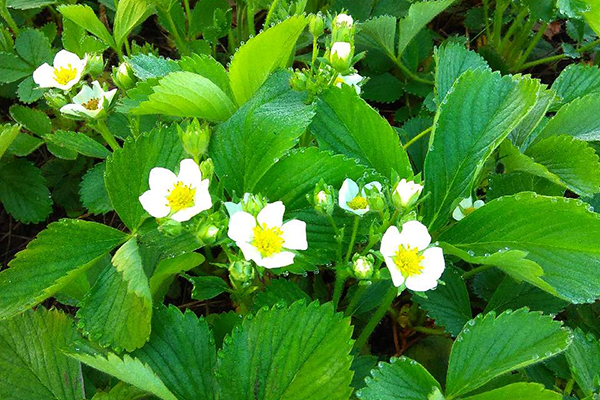 Fraise fleurie