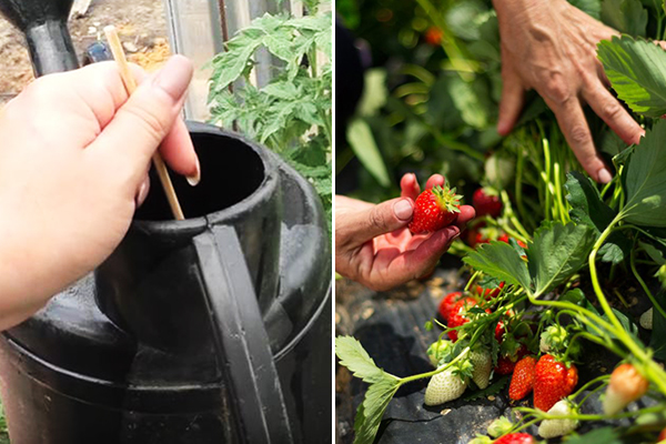 Fertiliser les fraises pendant la fructification