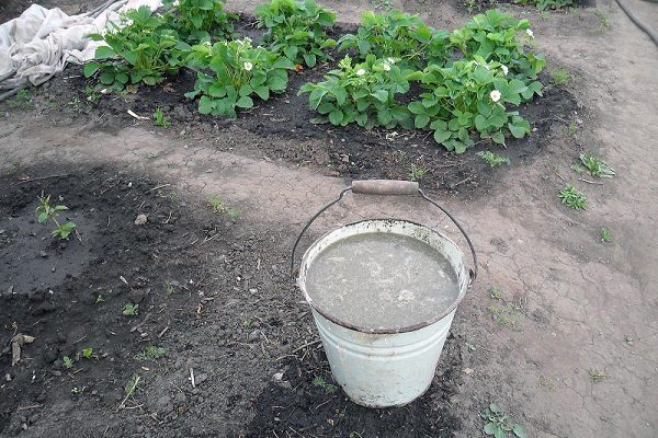 Разтвор от дървесна пепел за хранене на ягоди