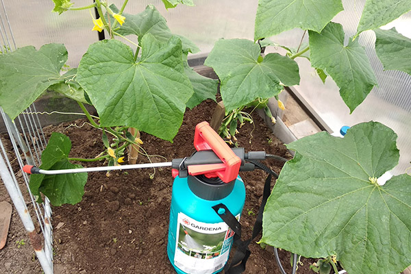 Un récipient avec une solution nutritive pour l'alimentation foliaire des concombres