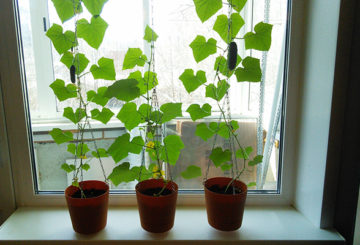 Concombres dans des pots suspendus sur le rebord de la fenêtre