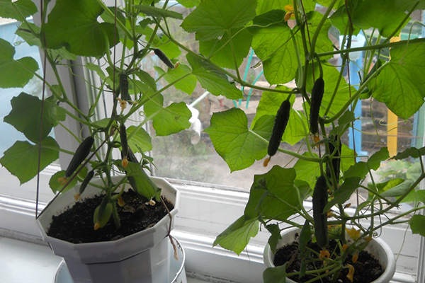 Concombres en pots sur le rebord de la fenêtre