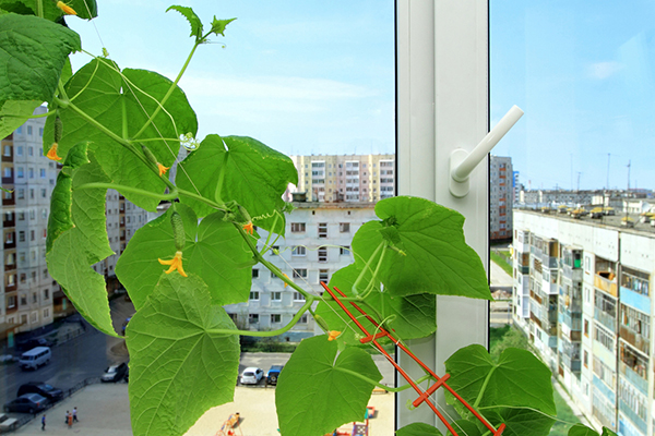 Cultiver des concombres sur le rebord de la fenêtre d'un appartement en ville