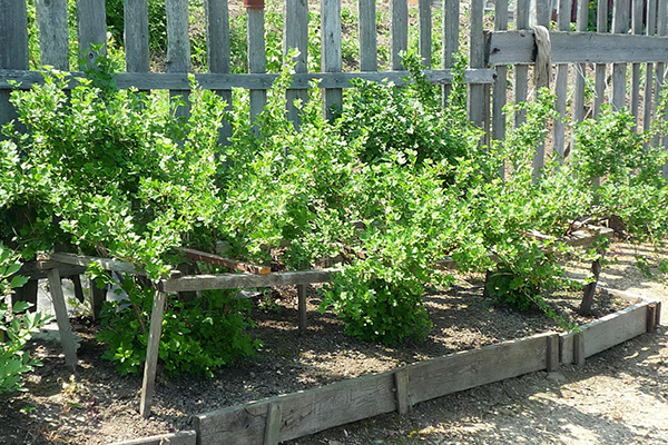 Supports en bois pour groseilles