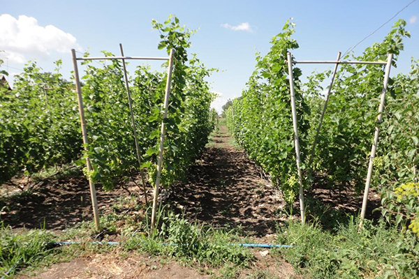 Treillis à deux plans pour les raisins