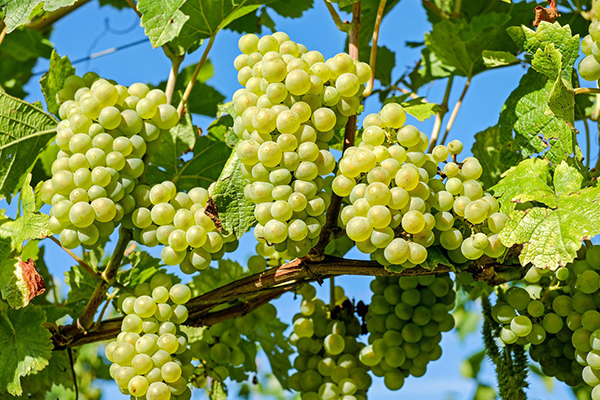 Grappes de raisin sur la vigne