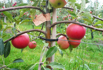 Jarretière d'un pommier en fruits