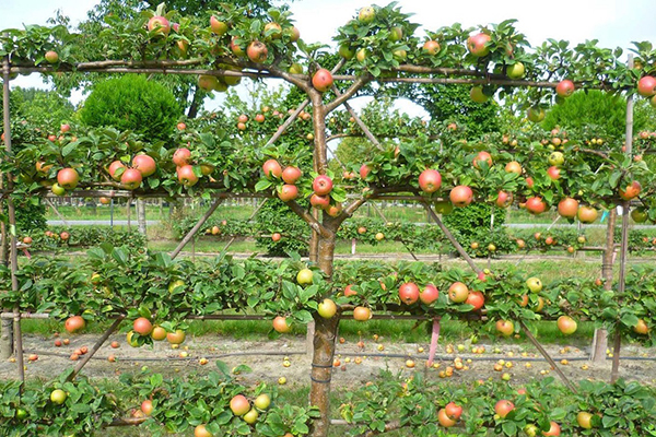 Pommier sur un treillis