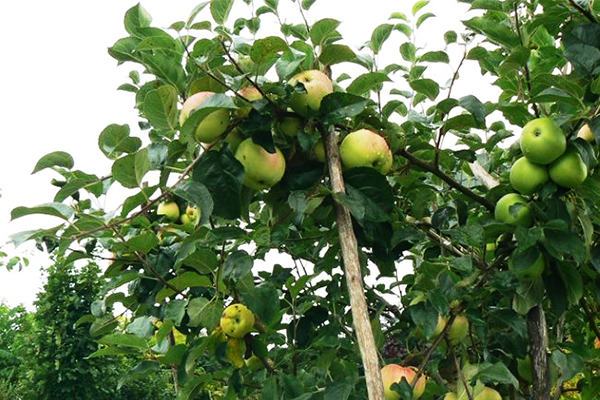 Support pour une branche d'un pommier en fruits