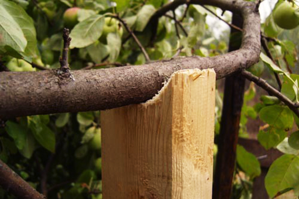 Prise en charge de la branche de pommier