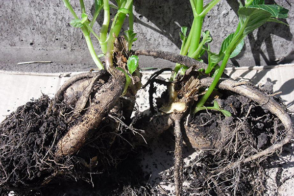 Tubercules de dahlia germés