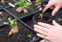 La germination des dahlias au printemps