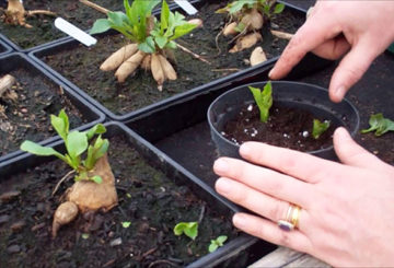 La germination des dahlias au printemps