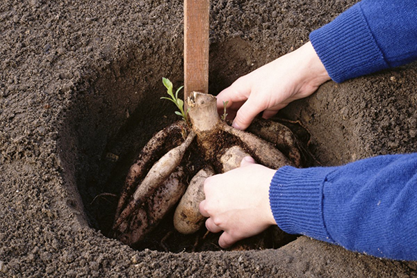 Planter un dahlia dans le sol