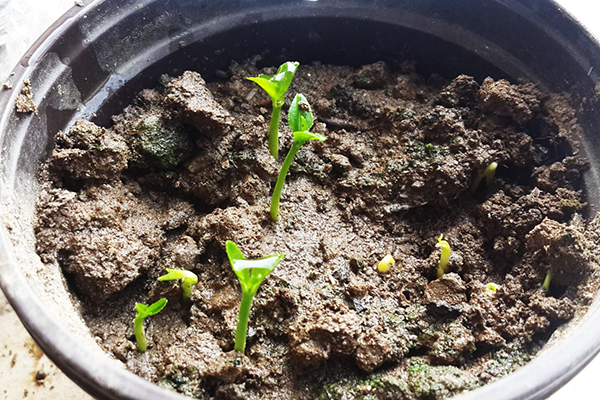 Graines d'orange germées dans un pot