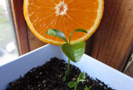 Cultiver une orange à partir d'une graine