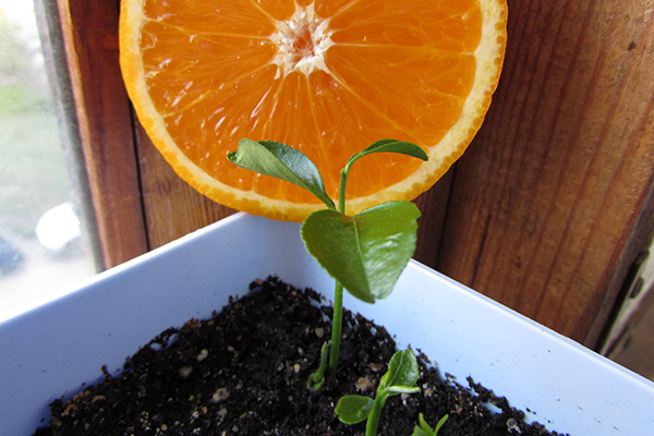 Cultiver une orange à partir d'une graine