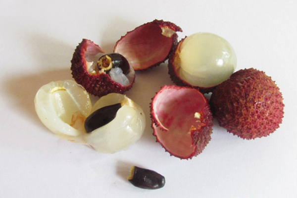 Os de litchi