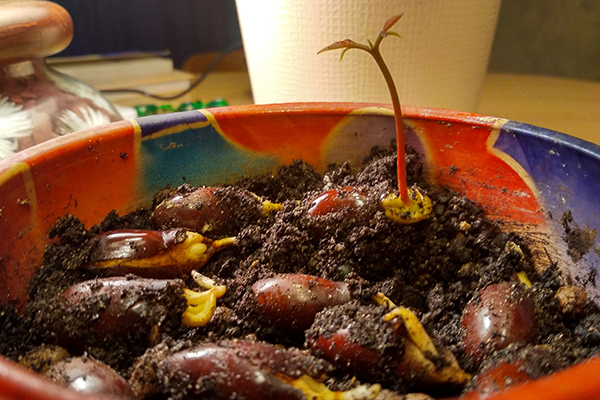 Germination des graines de litchi