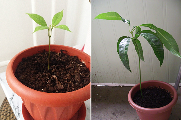 Les plants de litchi en pots