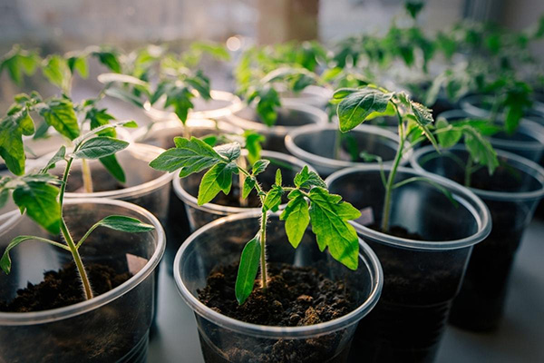 Les plants de tomates dans des gobelets en plastique