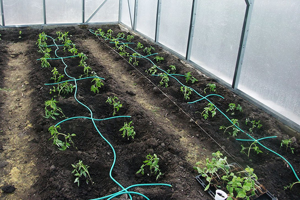 Tomates après la plantation dans la serre