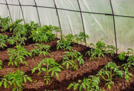 Cultiver des tomates dans une serre