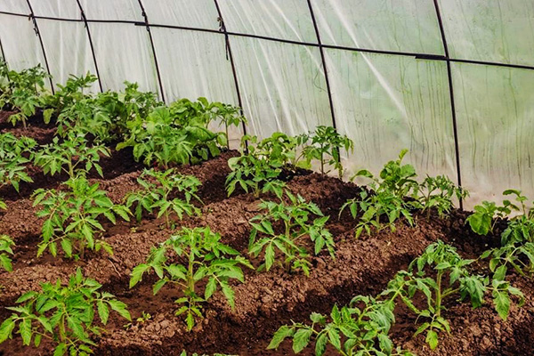 Cultiver des tomates dans une serre