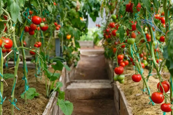 Fructifier des tomates dans la serre