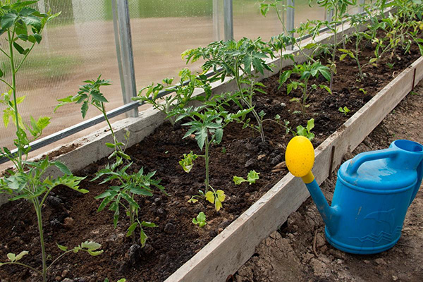 Tomates de serre