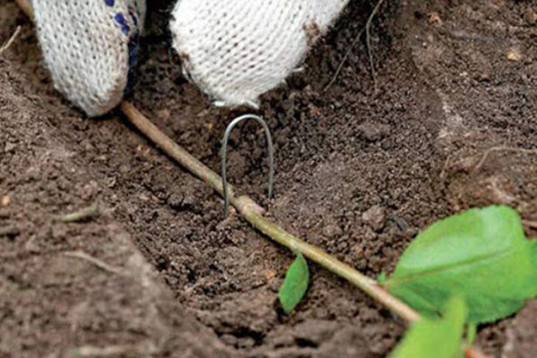 Propagation de bleuets par superposition