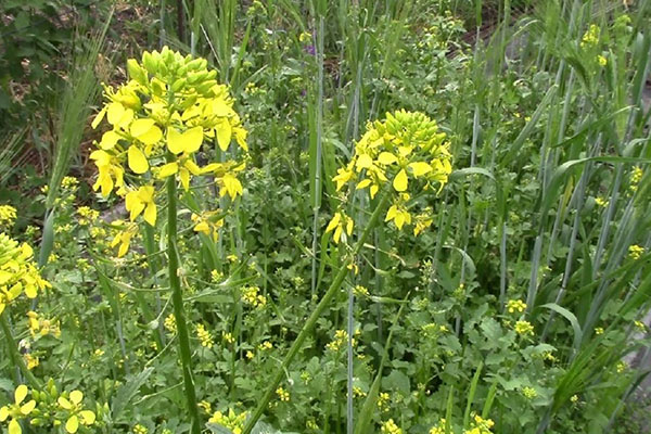 Fleurs de moutarde