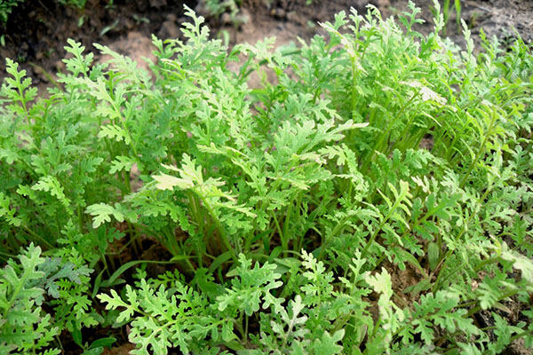 Phacelia