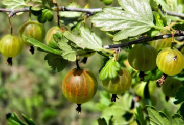 Fruits de groseille sur un buisson