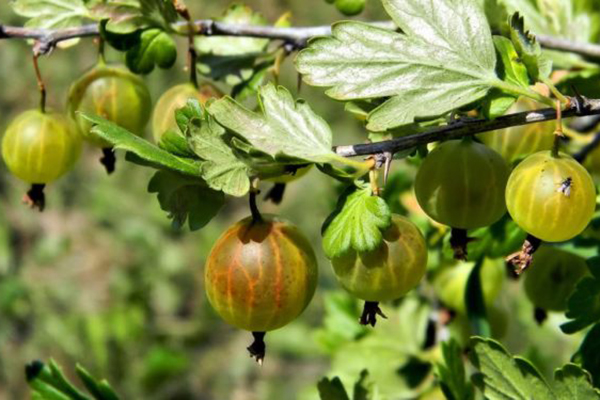 Fruits de groseille sur un buisson