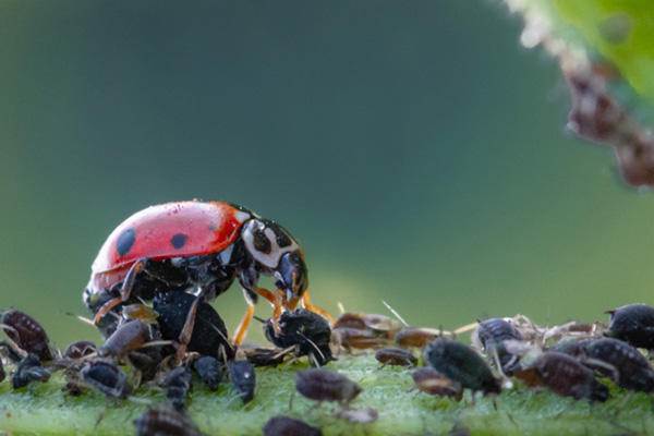 Coccinelle mangeant des pucerons