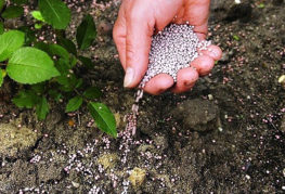 Nourrir les roses avec du superphosphate