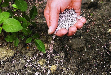 Nourrir les roses avec du superphosphate