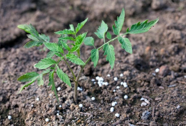 Granulés de monophosphate pour nourrir la tomate