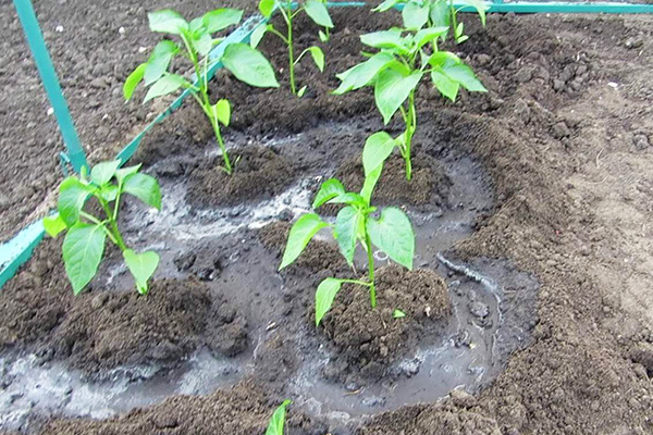 Bevattna paprika efter plantering i trädgården