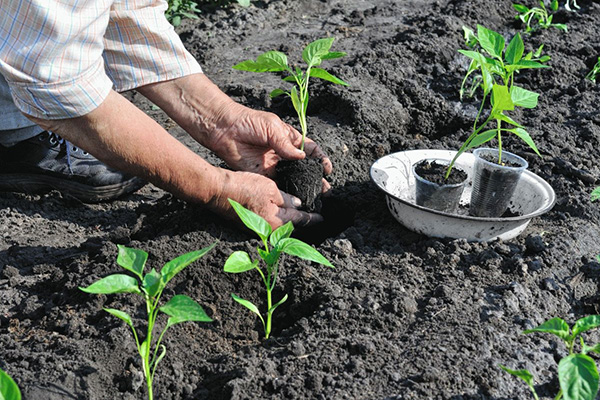 Planter des plants de poivrons en pleine terre