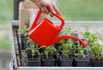 Arroser les plants de poivre