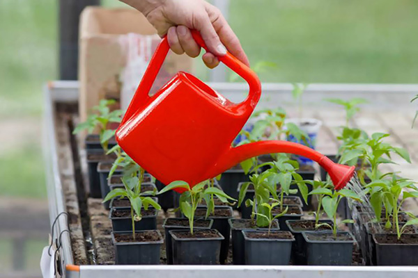 Arrosage des plants de poivre