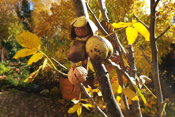 Noyer dans la région de Moscou