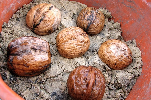 La germination des noix dans un pot de sable