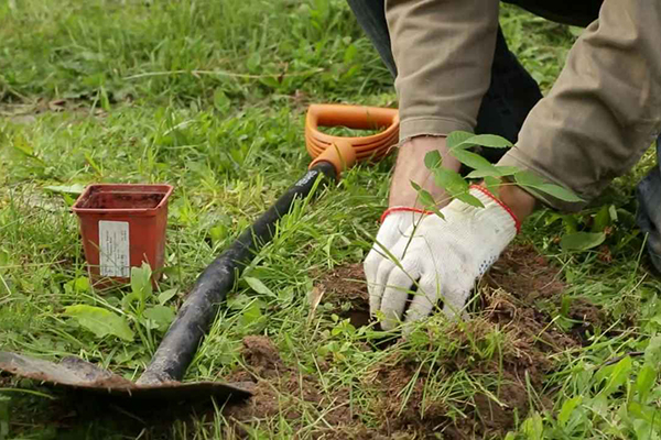 Transplanter un semis de noix en pleine terre