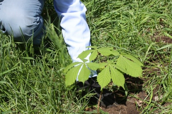 Transplanter une châtaigne dans un endroit permanent