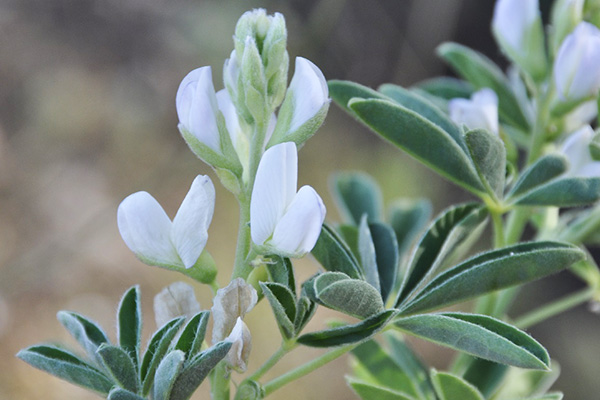 Lupin blanc en fleurs