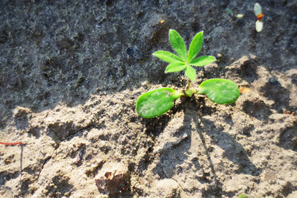 Lupin chồi