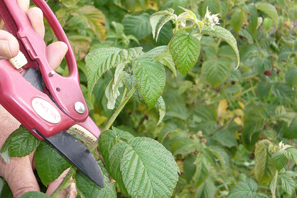 Taille des framboises